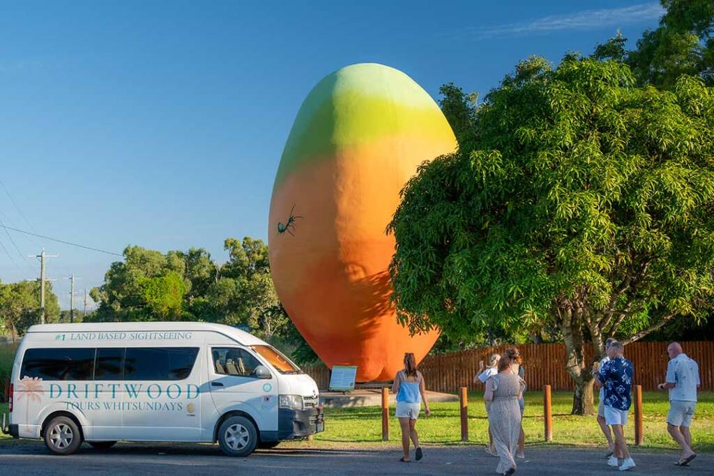 Big Mango In Bowen